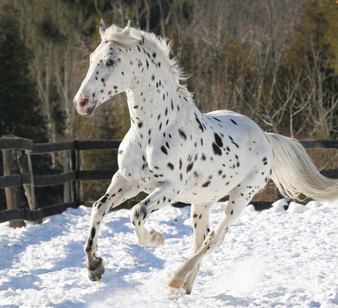 Black Appaloosa Horses